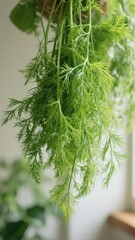 Fototapeta premium Fresh Dill Herb Hanging in a Well-Lit Indoor Space