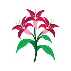 Cluster of Pink and Red Lilies with Green Leaves on White lily flowers