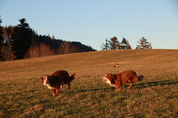 Two dogs are running in a field, one of them is brown and the other is white