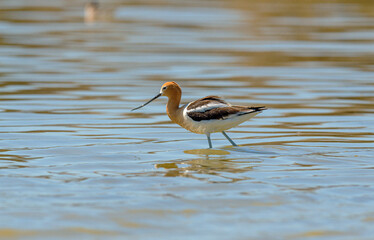 Mature breeding adult American Avocets in various stages of the mating ritual.