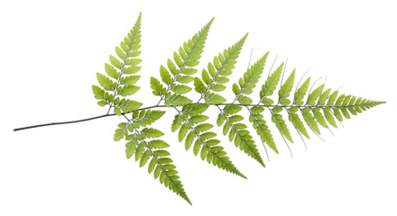 Green Fern Branch Nature Design Element