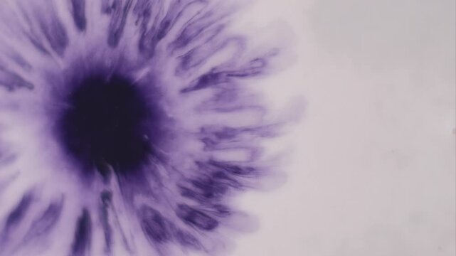 Paint spread. Grunge fluid explosion. Violet pigment spill on white wet background. Defocused round contrast splotch abstract reveal.