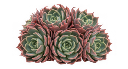 Echeveria Succulent Closeup Pink Green Rosettes