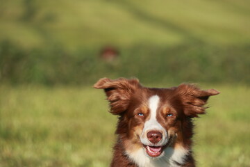 A brown and white dog is standing in a grassy field with its mouth open
