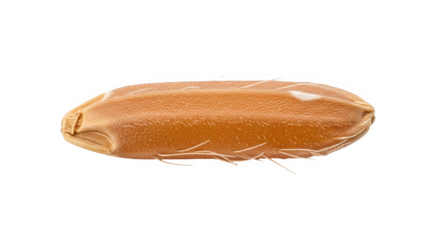 Closeup Of A Single Wheat Grain