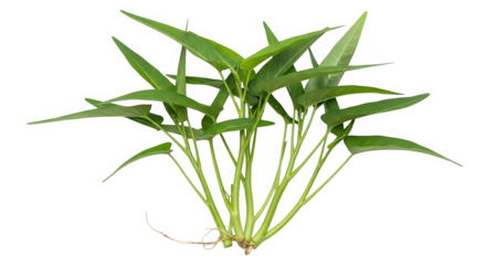 Fresh Water Spinach Plant Closeup