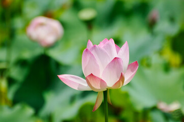 Obraz premium blossoming lotus flowers