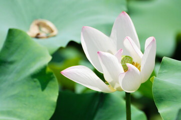 blossoming lotus flowers