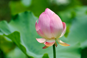 blossoming lotus flowers