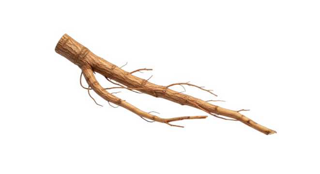 Wooden Branch With Roots 3d Render