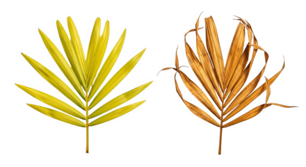 Tropical Palm Leaves Vibrant Design