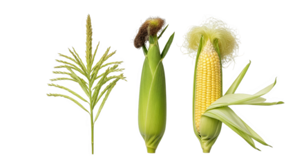 Corn Growth Stages From Seed To Harvest