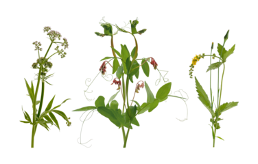 wildflower illustration set isolated on transparent background.