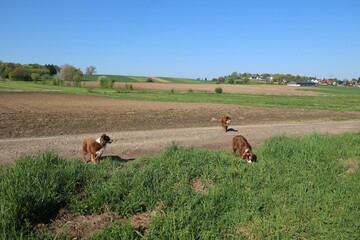 Three dogs are walking on a dirt road in a field