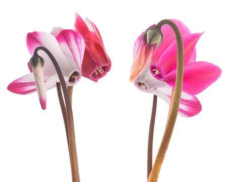cyclamen flowers on transparent background, close-up