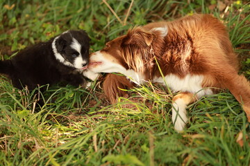 A small black and white dog is playing with a larger brown and white dog