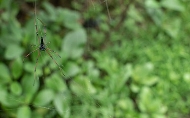 A striking spider with long, slender legs rests delicately on its web, set against a lush green backdrop, showcasing the beauty and precision of nature's design.