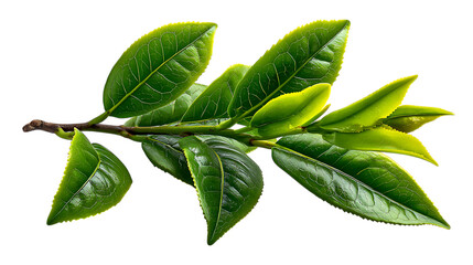 Obraz premium Fresh green tea leaves branch isolated on transparent background