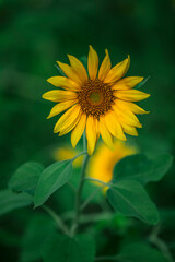 Close-up of blooming golden sunflowers