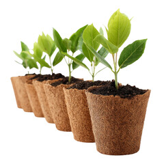 Growing plants in biodegradable pots showcases beauty of nature. These eco friendly containers support healthy growth and sustainability, making them perfect for gardening enthusiasts