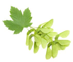 maple leaf and samara isolated on transparent background.