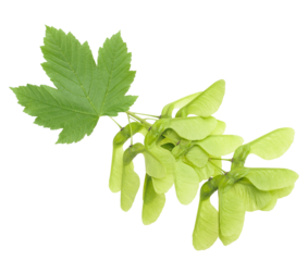 maple leaf and samara isolated on transparent background.