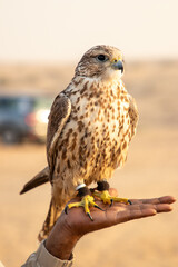 A close-up shot of a falcon perched on a hand, captured in the Gulf countries. The image highlights...