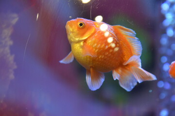 金魚