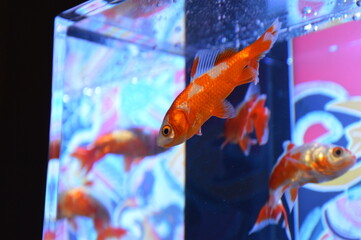 金魚