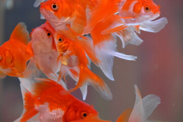 金魚