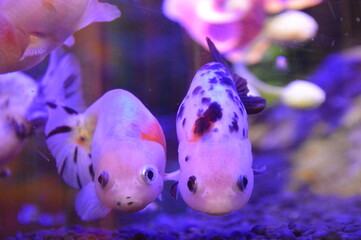 金魚