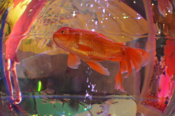 金魚