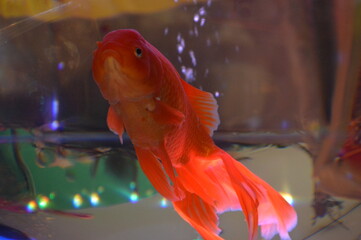 金魚