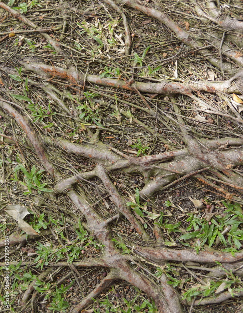 Poster background of dry tree branches and root