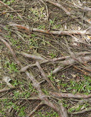 Fototapeta premium background of dry tree branches and root