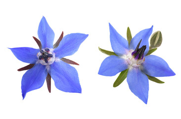 Fototapeta premium borage flowers isolated on transparent background.