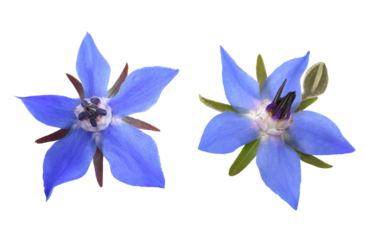 borage flowers isolated on transparent background.