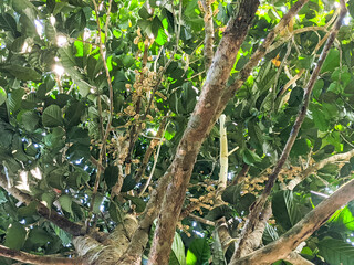 Flowers of the langsat tree