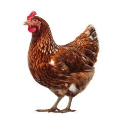 Fototapeta premium brown hen standing proudly, showcasing its vibrant feathers and distinctive comb. This captures essence of farm life and beauty of poultry