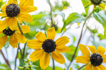 ルドベキア・タカオの黄色の花を白背景で撮影18