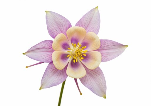 Isolated Columbine Blossom with Delicate Pink Petals and Yellow Center on White - Powered by Adobe