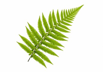 Isolated fern frond with intricate details against a clean white background