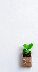 Small plant in a burlap wrapping on a light gray background
