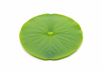 Isolated vibrant green lotus leaf displaying radial venation on a clean white background