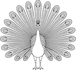 Elegant Peacock Line Art  Full Display of Feathers Vector Illustration