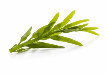 Fototapeta premium Vibrant Green Seaweed Sprig Isolated on White Background