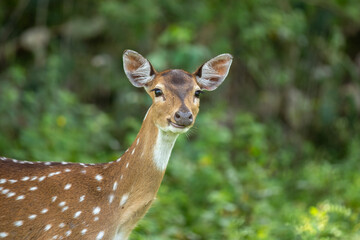 A spotted deer, also called a Chital, stands in a green forest. It has a reddish-brown body with...