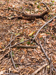A pile of twigs and leaves on the ground in the woods
