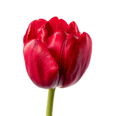 vibrant red tulip with delicate petals and smooth texture, showcasing its natural beauty and elegance. This flower symbolizes love and passion, making it perfect choice for various occasions