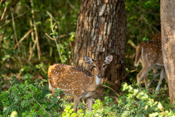Several Chital (Spotted or Axis Deer) roam a lush forest or grassland. One deer in the foreground...